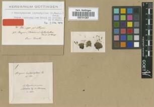 Bryum leptophyllum Bruch & Schimp. ex Müll.Hal. [syntype]