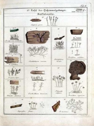 2e Tafel der Schimmelgattungen