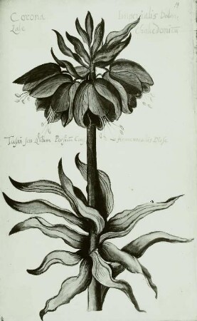 Gallus Luckius, Blumenbuch "Corona Imperialis" - Fritillaria imperialis L. Kaiserkrone
