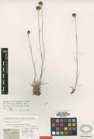 Dianthus stenopetalus Griseb. [lectotype]