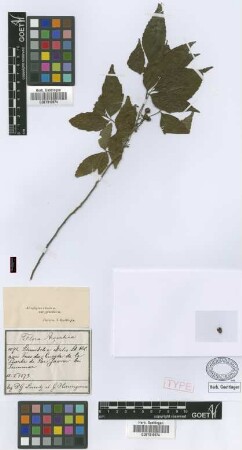 Schmidelia edulis A.St.-Hil., A.Juss. & Cambess.