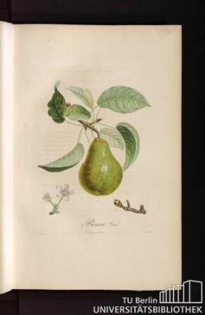 Pl. XIII. Beurré Gris.