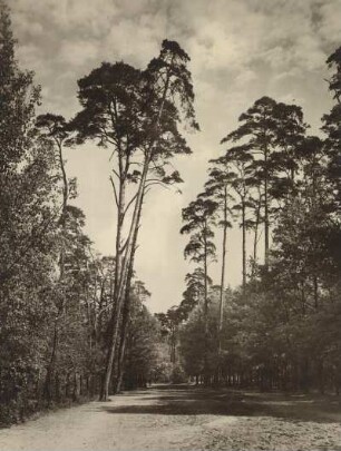 Berlin. Waldweg im Grunewald