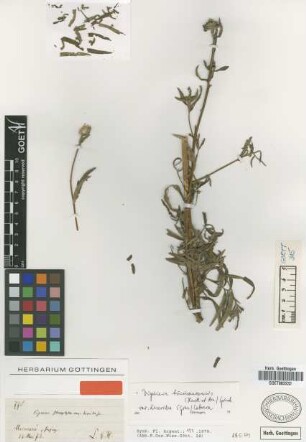 Viguiera stenophylla (Hook. et Arn.) Griseb. var. Griseb. discoidea[type]