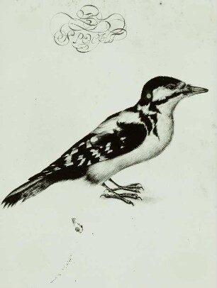 Holländisches Vogelbuch: "Zeisig - Carduclis soinus L.