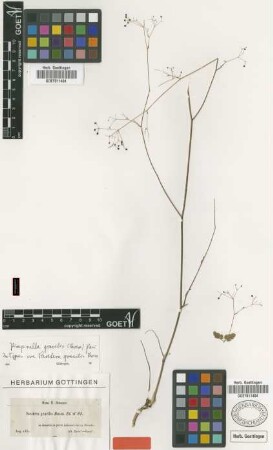 Reutera gracilis Boiss. [isotype]