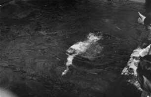 Bordleben Milwaukee. Schwimmer unter Wasser