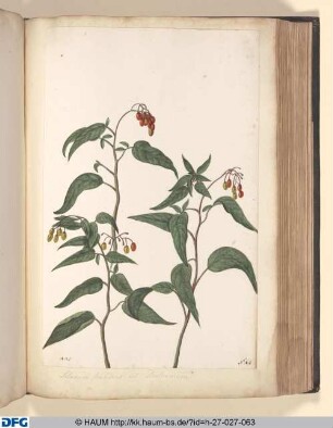 Solanum seandens vel Duleamara.