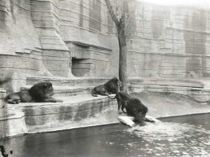 Leipzig, Löwen im Zoologischen Garten : Leipzig. Zoologischer Garten. Raubtierterrassen. Löwen (Felis leo) in der mittleren Anlage. Blick von Osten über die Pleiße