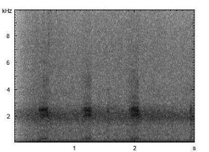 Stockente | Anas platyrhynchos - Ruf