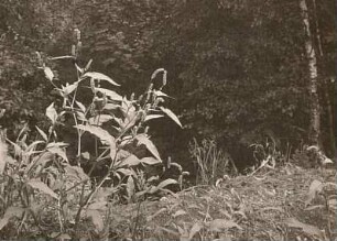 Floh-Knöterich (Persicaria maculosa) (Syn.: Polygonum persicaria L., Persicaria maculata)