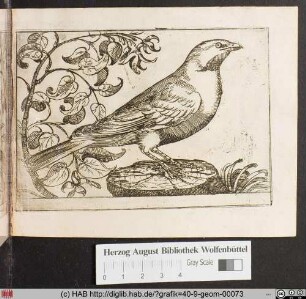 [Vogel auf einem Baumstumpf.]