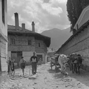Alltagsbild. Bauer unterwegs mit Ochsen in Bansko