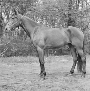 Pferd mit Zaumzeug
