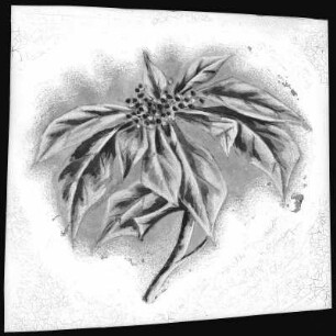 Poinsettia Blossom