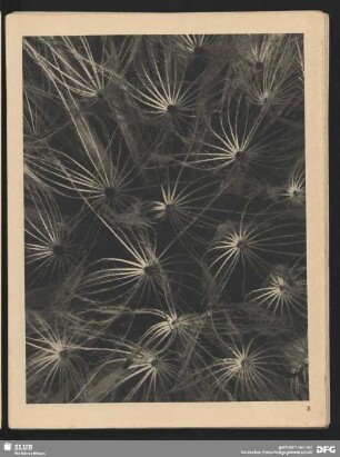 Taraxicum officinale - Kuhblume, Butterblume, Löwenzahn - Teil eines Samenköpfchens (15mal vergrößert)