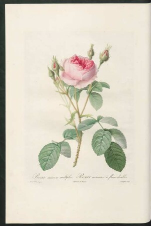 Rosa muscosa multiplex. Rosier mousseux à fleurs doubles. Langlois sculp.