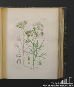 Umbelliferae. Pimpinella Anisum L. Anis.