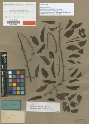 Ximenia elliptica G.Forst. [type]