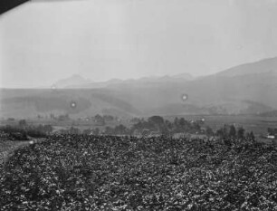 Landschaft : Blick über eine Landschaft mit einem Feld im Vordergrund und Bergen im Hintergrund