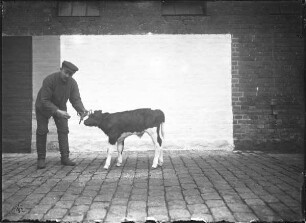 Schwarzbuntes Niederrhein Rind, weiblich