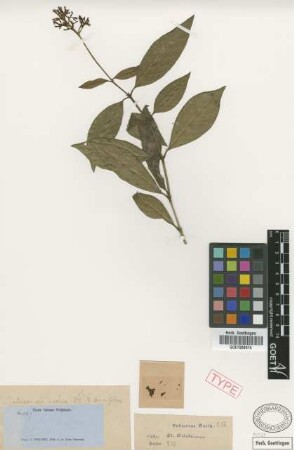 Palicourea crocea (Sw.) Roem. & Schult. var. Griseb. tenuiflora[syntype]
