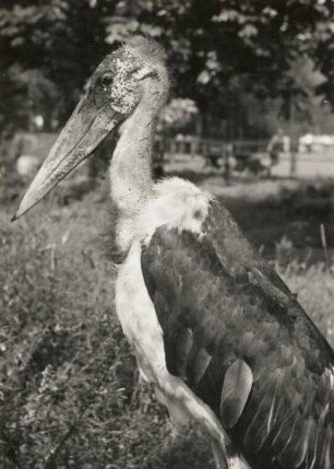Dresden. Zoologischer Garten. Afrikanischer Marabu