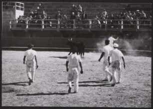 Beim Stierlauf in der Arena von Saintes-Maries-de-la-Mer