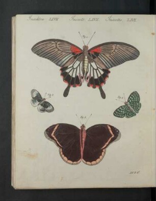 Tafel: Insekten LXVII. [...]
