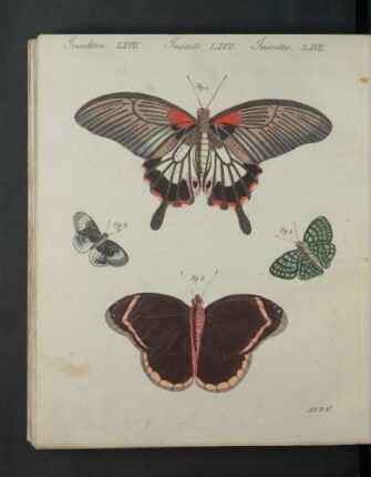 Tafel: Insekten LXVII. [...]