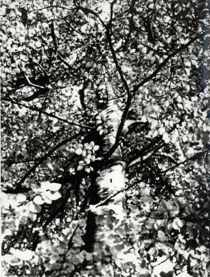 Baum von Unten im Herbstlicht