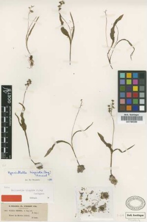 Scilla hispida J.Gay [type]