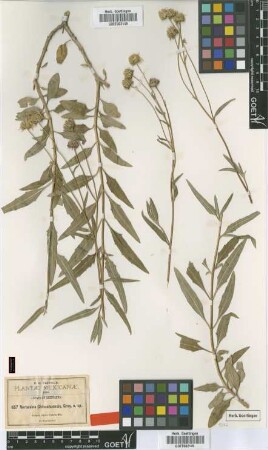 Verbesina chihuahuensis A.Gray [type]