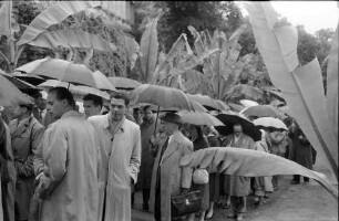 Chemiker; Mainau 4.7.: Regenschirme und Palmwedel