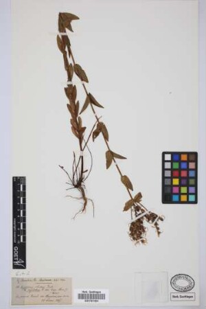 Hypericum perfoliatum L.