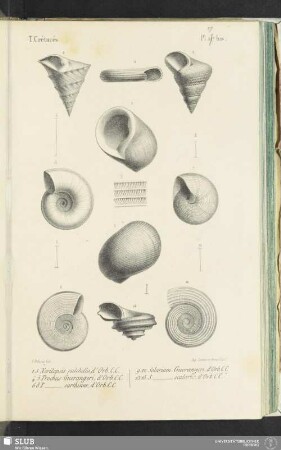 Pl. 177 bis