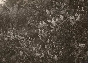 Gewöhnlicher Liguster, sogenannter Heckenliguster (Ligustrum vulgare)
