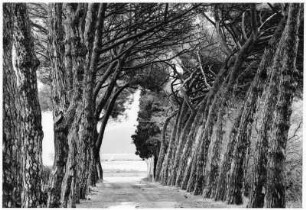 Pinienallee bei Bolgheri (Italien)