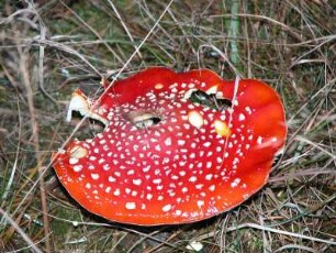 Fliegenpilz im Harz