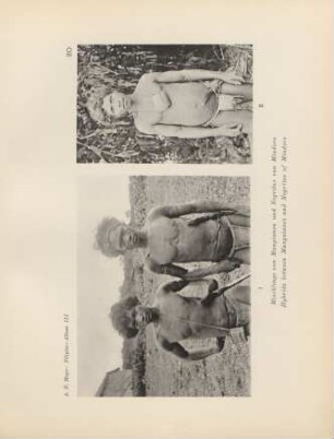 20. Mischlinge von Mangianen und Negritos von Mindoro = Hybrids between Manguianes and Negritos of Mindoro