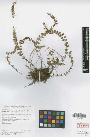 Asplenium ayopayense M.Kessler & A.R.Sm. [isotype]
