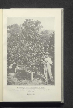 Tafel II. Achtjähriger Liberia-Kaffeebaum in Blüte.