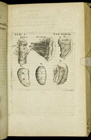 Tab. XXXII. - Tab. XXXVI.