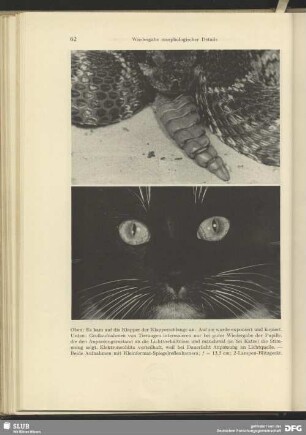 Augen einer Katze