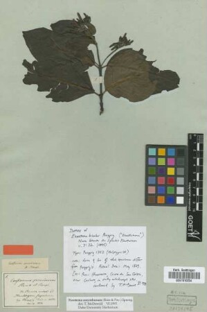 Exostema bicolor Poeppig [isotype]