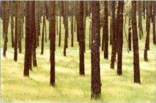 Baumstämme im Forst