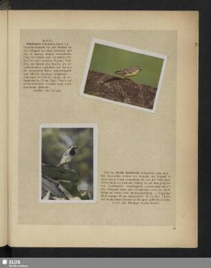Bild 93: Schafstelze (Motacilla flava [L.]) - Bild 94: Weiße Bachstelze (Motacilla alba [L.])