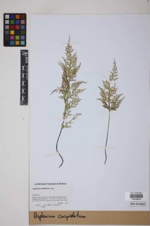 Asplenium cuspidatum Lam.
