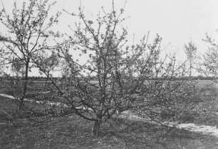Blühende Obstbäume auf Moorkultur : Geographie | Wirtschaftsgeographie | Obstpflanzen | Obst der nördlichen Zone (Äpfel, Birnen, Pflaumen, Kirschen, Erdbeeren und Beerensträucher, Weintrauben, Edelkastanien, Orangen, Citronen, Johannesbrotbaum, Feigenbaum, Opuntia ficus indica, Dattelpalme)