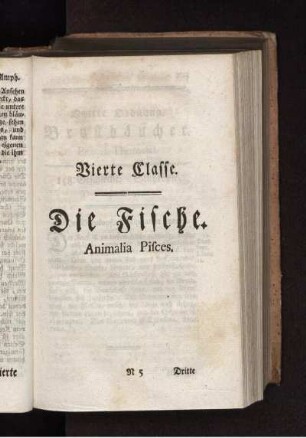 Vierte Classe Die Fische Animalia Pisces